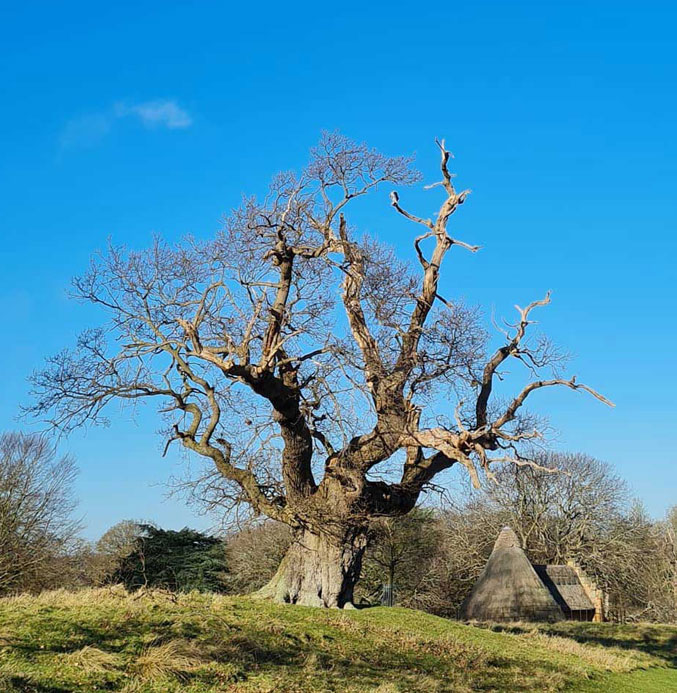 Ancient Oak Tree at Holkham Estate, Norfolk